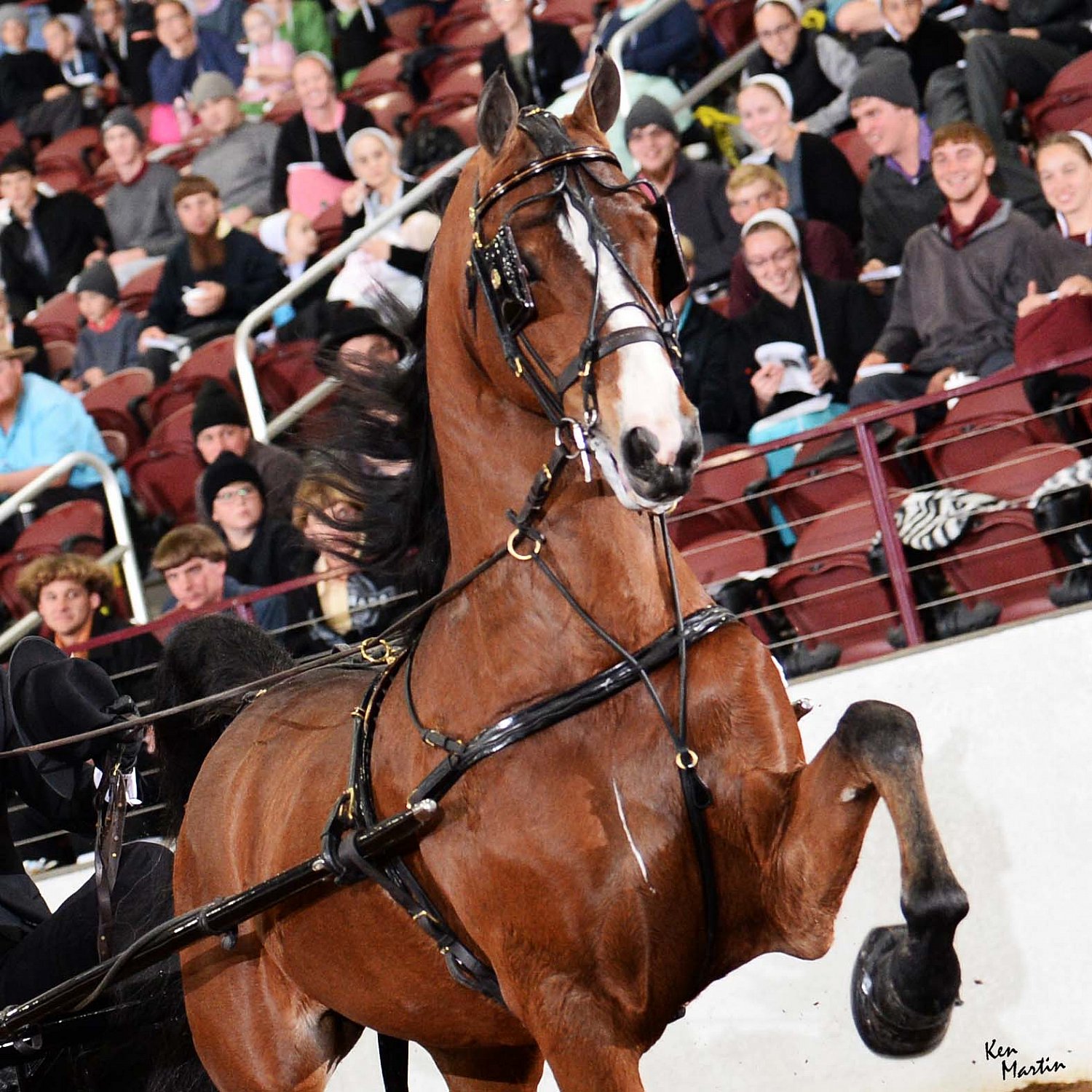 2020 Superior Sale Horse Show Proofs 2020 Proofs www