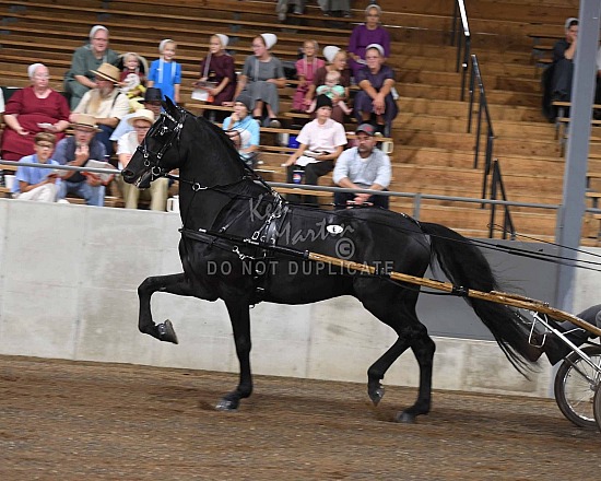 2024 Morgan Classic Sale