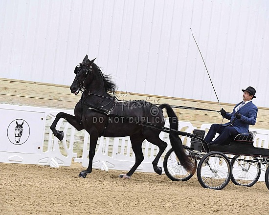 2026 Tri State Morgan Show